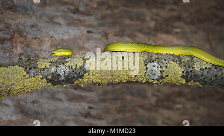 Nahaufnahme Foto eines weiblichen weißen lippig Pit viper Snake auf einem alten Log Stockfoto