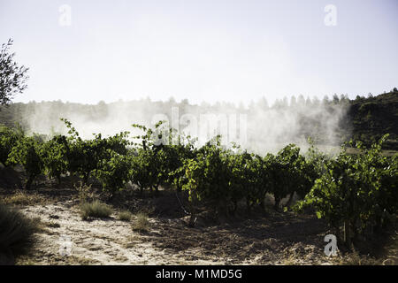 Feldspritze Traktor Weinberge, Verschmutzung des Ökosystems, Obst Stockfoto