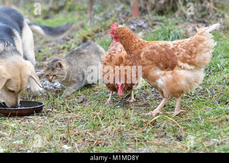 Haustiere Huhn Hund und Katze zusammen Essen aus dem Gras als beste Freunde Stockfoto