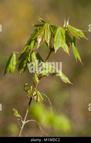 Acer buergerianum, Dreispitz-Ahorn, Trident Ahorn Stockfoto