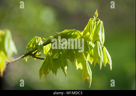 Acer buergerianum, Dreispitz-Ahorn, Trident Ahorn Stockfoto