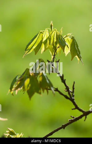 Acer buergerianum, Dreispitz-Ahorn, Trident Ahorn Stockfoto