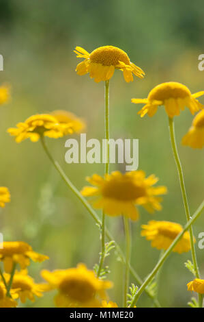 Anthemis Dolmetsch, Faerber-Hundskamille, Faerberkamille, Gilbblume, Schlipfblume, Dyer's Kamille Kamille, Golden, Golden Marguerite, Ox-Eye Kamille, Yell Stockfoto