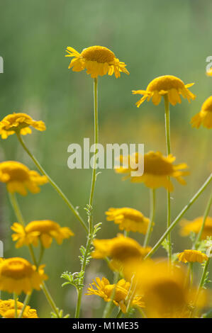 Anthemis Dolmetsch, Faerber-Hundskamille, Faerberkamille, Gilbblume, Schlipfblume, Dyer's Kamille Kamille, Golden, Golden Marguerite, Ox-Eye Kamille, Yell Stockfoto