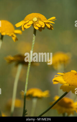 Anthemis Dolmetsch, Faerber-Hundskamille, Faerberkamille, Gilbblume, Schlipfblume, Dyer's Kamille Kamille, Golden, Golden Marguerite, Ox-Eye Kamille, Yell Stockfoto