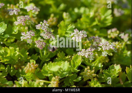 Apium repens, Kriechender Sellerie, Kriechender Scheiberich, schleichende Marshwort, schleichende Petersilie Stockfoto