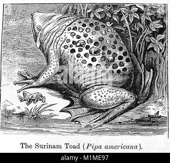 Ein 1889 Abbildung aus der Kammer Enzyklopädie: Abbildung eines gemeinsamen SURINAME KRÖTE (Pipa Americana oder Pipa pipa), auch bekannt als der Stern-fingered Kröte Stockfoto