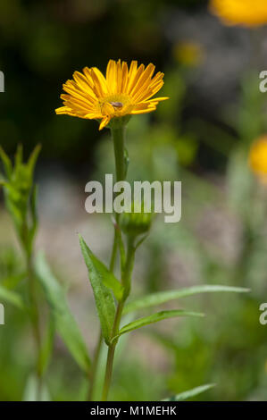 Buphthalmum salicifolium, Weidenblaettriges Rindsauge, Gelb Oxeye Daisy Stockfoto