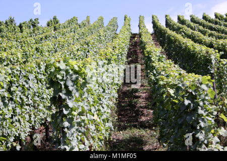 Riesling Reben, Mosel, Rheinland-Pfalz, Trier Deutschland Stockfoto