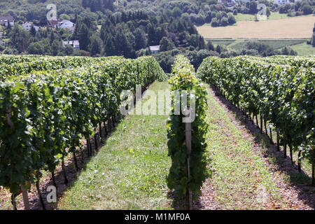 Riesling Reben, Mosel, Rheinland-Pfalz, Trier Deutschland Stockfoto