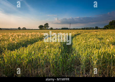 Eine typische Kulturlandschaft Szene von Ackerflächen am Rande des Lincolnshire Fens in der Nähe von Bourne, Lincolnshire, Großbritannien Stockfoto