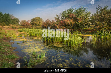 Die Feuchtgebiete und Niederungen der Lincolnshire Fens während einer frühen Herbst Morgen in der Nähe von Kate's Bridge, Thurlby, Lincolnshire, Großbritannien Stockfoto