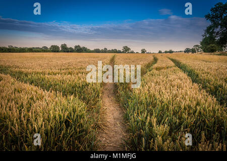 Eine typische Kulturlandschaft Szene von Ackerflächen am Rande des Lincolnshire Fens in der Nähe von Bourne, Lincolnshire, Großbritannien Stockfoto