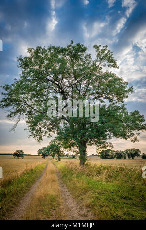 Eine typische Kulturlandschaft Szene von Ackerflächen am Rande des Lincolnshire Fens in der Nähe von Bourne, Lincolnshire, Großbritannien Stockfoto