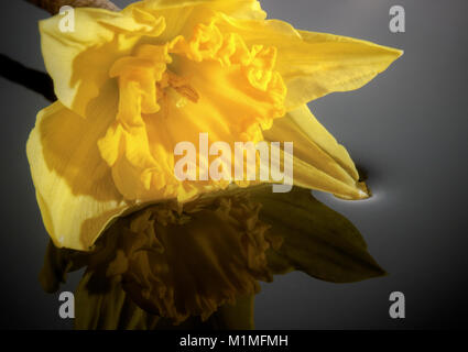 Narzisse Blume und Reflexion im Wasser Stockfoto