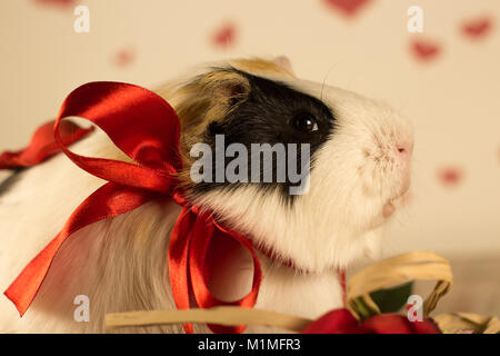 Meerschweinchen am Valentinstag Stockfoto