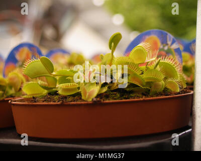 Dionaea Nahaufnahme Stockfoto