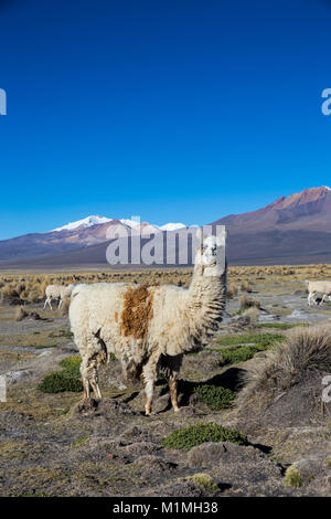 Die Anden-Landschaft mit Herde von Lamas, mit dem Vulkan Parinacota auf Hintergrund. Stockfoto