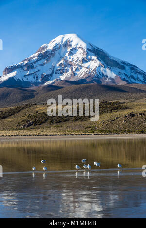 Sajama Vulkan und See Huayñacota, in der natürliche Park Sajama. Bolivien Stockfoto