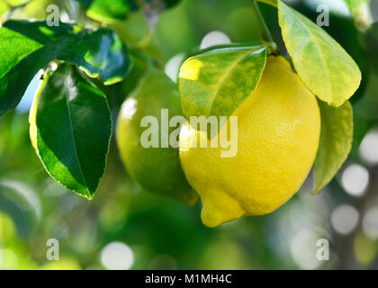Makro Bild einer frischen Bio Zitrone Hängen an einem Baum in einem mediterranen Grove, Hintergrund selektiven Fokus auf zusätzlichen Platz kopieren Stockfoto