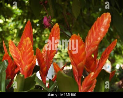 Vriesea Blumen close up Stockfoto