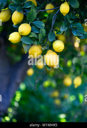 Vertikale Hintergrund einer Gruppe von frischen Bio Zitronen Hängen an einem Baum in einem mediterranen Grove, selektiven Fokus auf zusätzlichen Platz kopieren Stockfoto