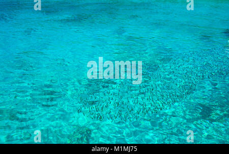 Ein kleiner Fisch Schwarm Schwimmen in kristallklarem, türkis, seichten Wasser im Ter Bay auf Ko Racha Yai. Stockfoto
