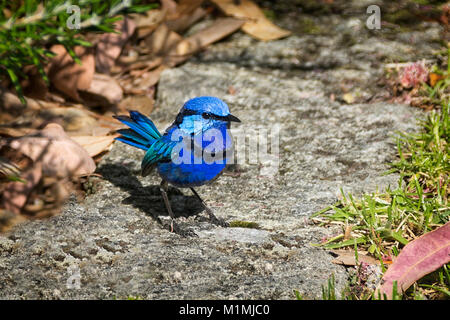 Splendid Fairy Wren (Malurus splendens), stehend auf dem Boden, Perth, Westaustralien, Australien Stockfoto