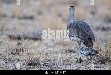 Rückansicht eines Kori Bustard Küken, Namibia Stockfoto