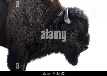 American Bison, Yellowstone National Park, Wyoming, Usa Stockfoto