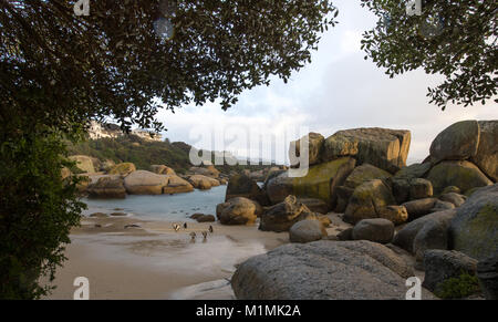 Pinguine am Boulders Beach, Simon's Town, Western Cape, Südafrika Stockfoto