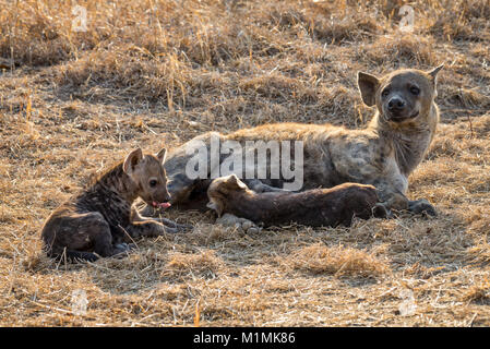 Gefleckte Hyäne mit ihren beiden Welpen, Mpumalanga, Südafrika Stockfoto