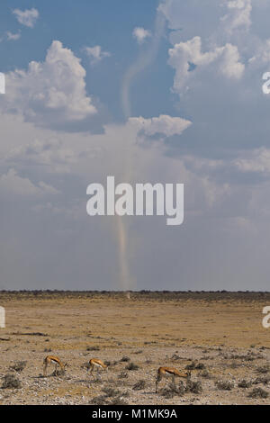 Drei Springböcke und Staubsturm im Etosha Nationalpark, Namibia Stockfoto