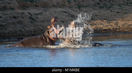 Zwei Flusspferde kämpfen, Kruger National Park, Südafrika Stockfoto