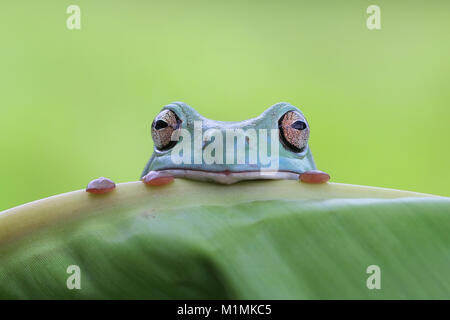 Dumpy Baum Frosch Blick über den Rand eines Blattes, Indonesien Stockfoto