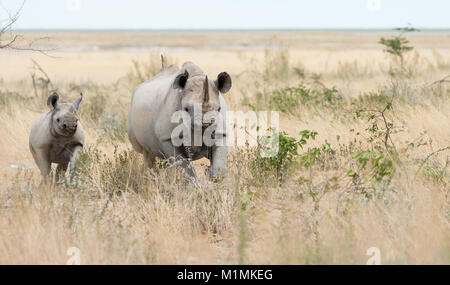 Rhino und ihr Kalb im Busch Stockfoto