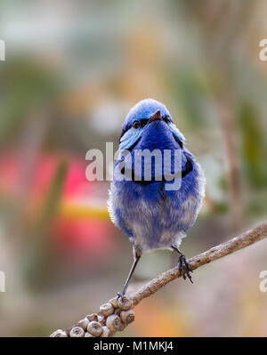 Splendid Fairy Wren (Malurus splendens) auf einem Zweig, Western Australia, Australien Stockfoto