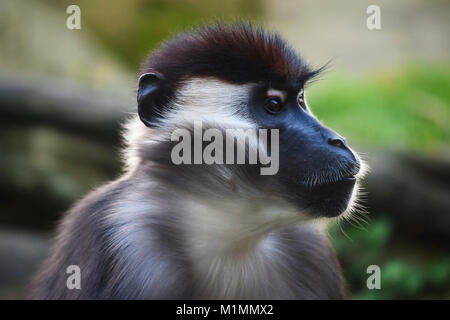 Monkey in Colchester Zoo, Essex Stockfoto