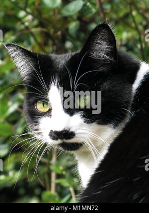 Familie schwarz-weisse Katze Stockfoto