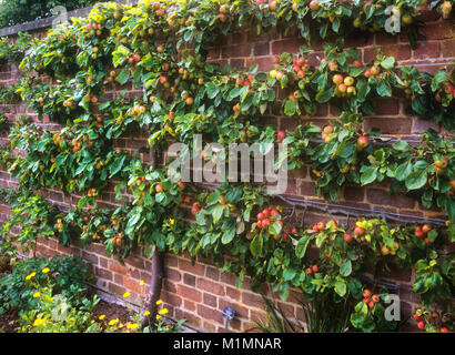 Spalier espaliered apple tree Lager reichlich Obst in der Küche Garten gegen einen rustikalen Red brick wall am späten Nachmittag Sonne unterstützt. Stockfoto