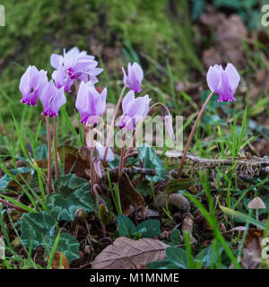 Eine Nahaufnahme einer Gruppe von Cyclamen. Stockfoto