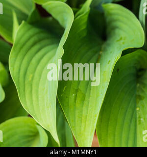 Eine Makroaufnahme eines grünen hosta Summe und Substanz Blatt. Stockfoto