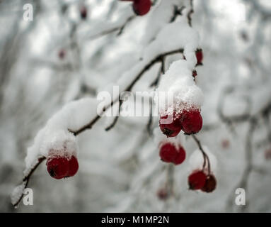 Dogrose closeup unter dem Schnee im Garten im Winter Stockfoto