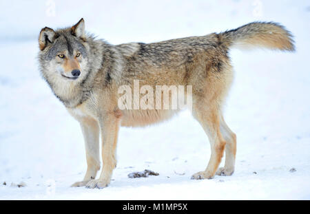 Wolf Timber Wolf Canis lupus, Timberwolf Wolf Canis lupus Stockfoto