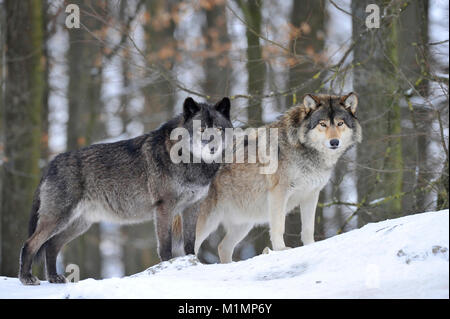 Wolf Timber Wolf Canis lupus, Timberwolf Wolf Canis lupus Stockfoto