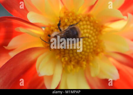 Bee Pollen sammeln von Calendula Stockfoto