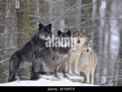 Wolf Timber Wolf Canis lupus, Timberwolf Wolf Canis lupus Stockfoto