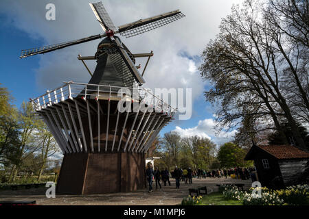 Eine 100 Jahre alte holländische Windmühle in den Keukenhof bei Lisse im Süden von Holland. Besucher können den außerhalb der Plattform für einen tollen Blick auf Th klettern Stockfoto