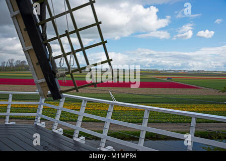 Eine holländische Windmühle im Keukenhof in der Nähe von Lisse im Süden von Holland. Besucher können den außerhalb der Plattform für einen tollen Blick auf den Tulpengarten klettern s Stockfoto