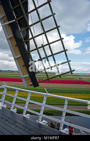 Eine holländische Windmühle im Keukenhof in der Nähe von Lisse im Süden von Holland. Besucher können den außerhalb der Plattform für einen tollen Blick auf den Tulpengarten klettern s Stockfoto